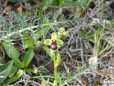 Ophrys bombyliflora, photographed by Duarte Frade