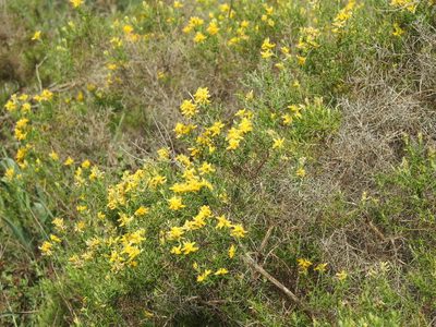 Genista hirsuta, photographed by Duarte Frade