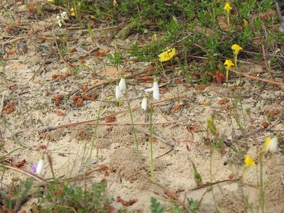 Acis trichophylla