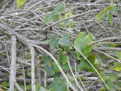 Aristolochia baetica, photographed by Duarte Frade