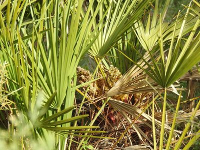 Chamaerops humilis, photographed by Duarte Frade