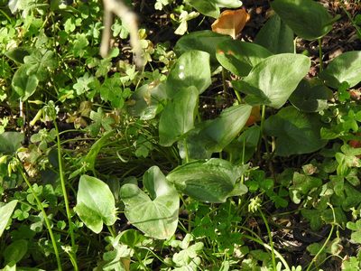 Arisarum simorrhinum, photographed by Duarte Frade