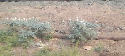 Datura innoxia, photographed by P Jeganathan