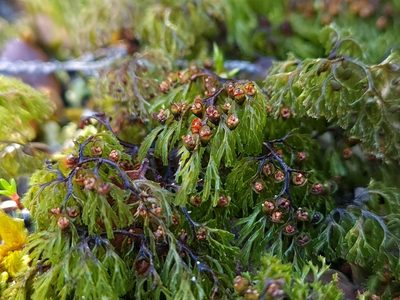 Hymenophyllum multifidum, photographed by gnapp