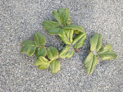 Glehnia littoralis, photographed by Drew Meyer