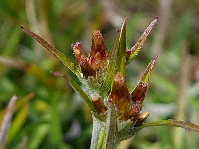 Euchiton ensifer, photographed by gnapp