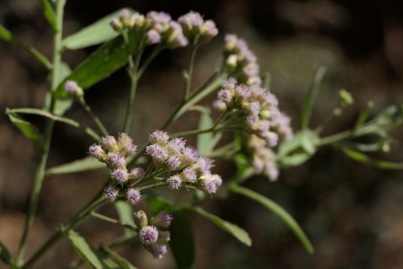Pluchea tomentosa, photographed by Dinesh Valke