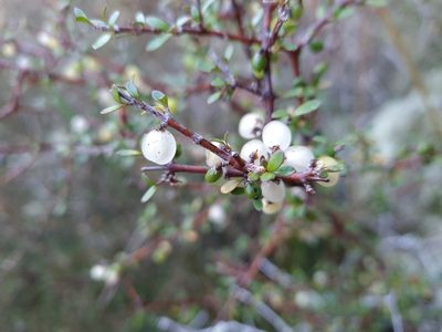 Coprosma rigida, photographed by gnapp