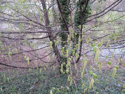 Ostrya carpinifolia, photographed by Marco Mussita