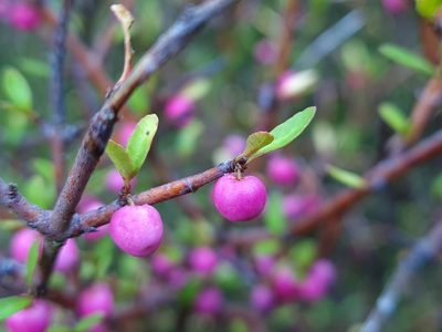 Aristotelia fruticosa, photographed by gnapp