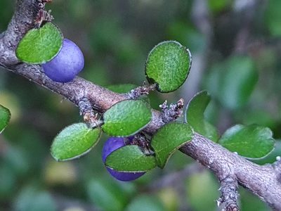 Myrsine divaricata, photographed by gnapp