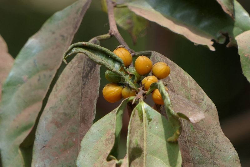 Casearia tomentosa, photographed by Dinesh Valke