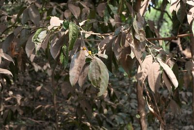 Casearia tomentosa, photographed by Dinesh Valke