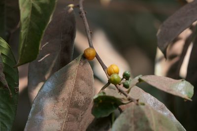 Casearia tomentosa, photographed by Dinesh Valke
