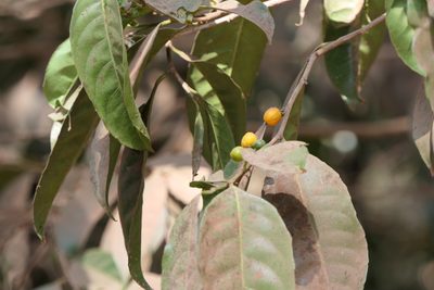 Casearia tomentosa, photographed by Dinesh Valke