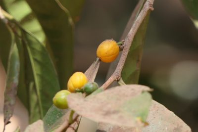 Casearia tomentosa, photographed by Dinesh Valke