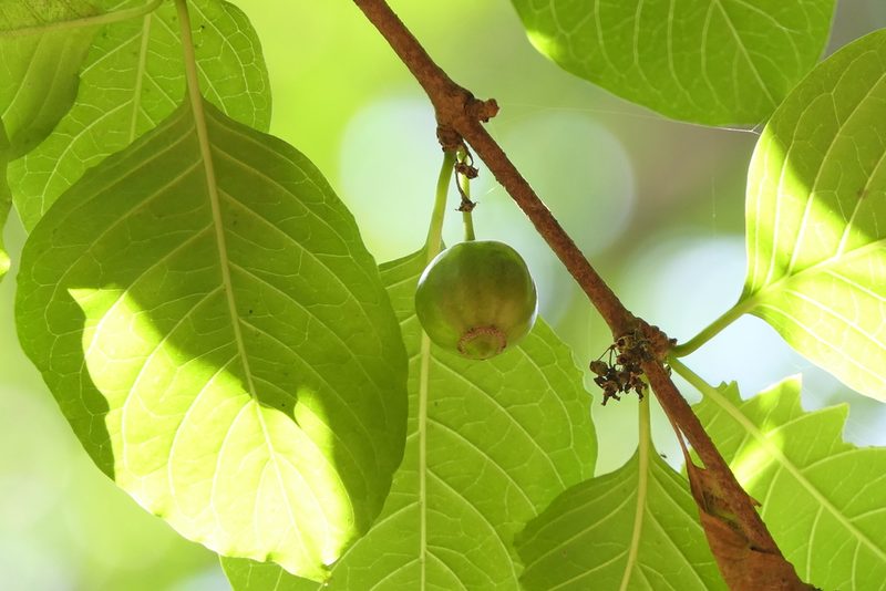 Meyna laxiflora, photographed by Dinesh Valke