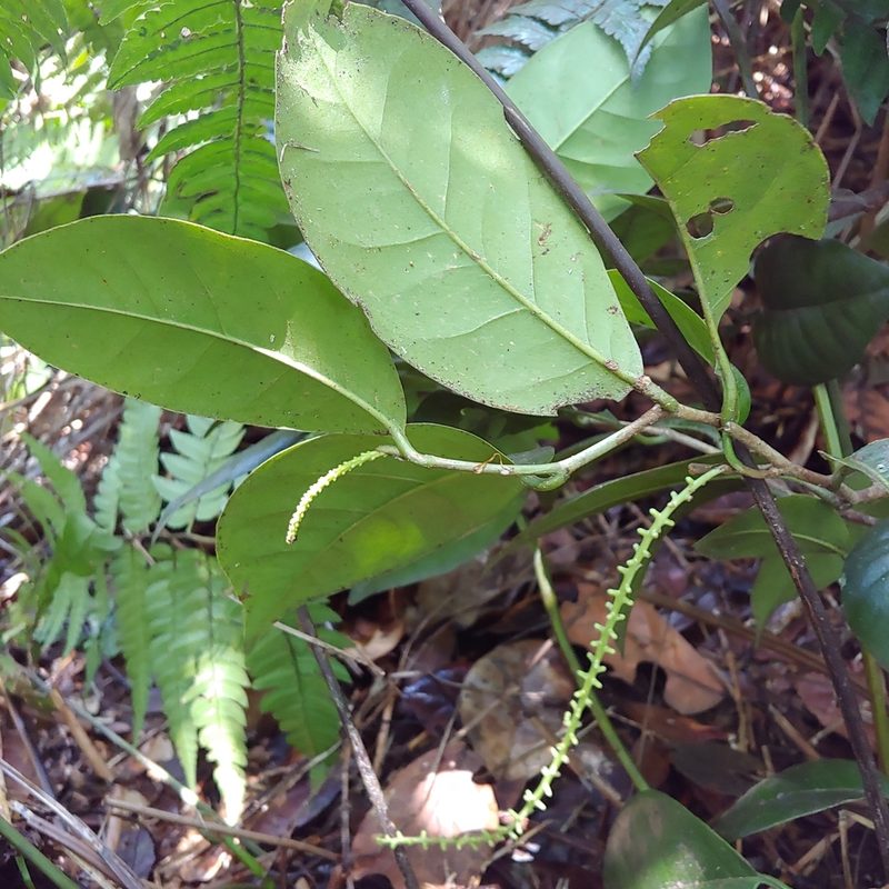 Coccoloba pyrifolia, photographed by Kurt Miller
