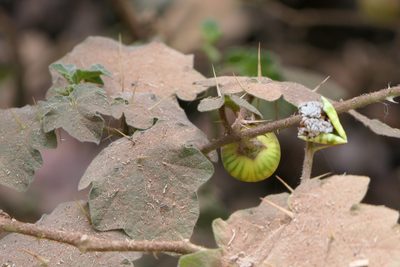 Solanum viarum, photographed by Dinesh Valke