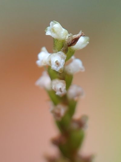 Prescottia oligantha, photographed by Kurt Miller