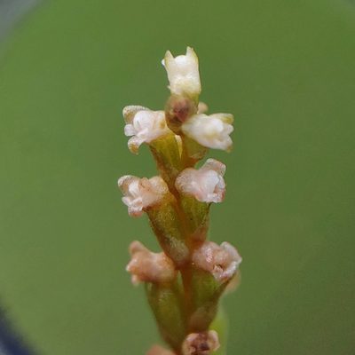 Prescottia oligantha, photographed by Kurt Miller