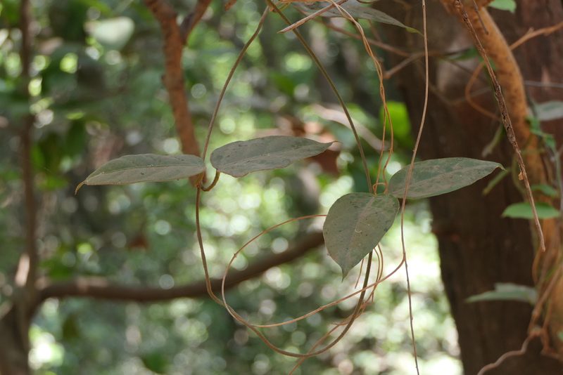 Vincetoxicum dalzellii, photographed by Dinesh Valke
