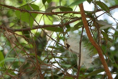 Vincetoxicum dalzellii, photographed by Dinesh Valke