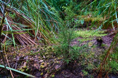 Lagarostrobos franklinii, photographed by Brendan Costello