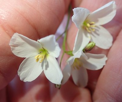 Heliophila crithmifolia, photographed by Peter Warren