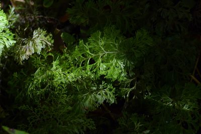 Hymenophyllum demissum, photographed by Christopher Stephens