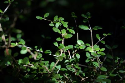 Coprosma colensoi, photographed by Christopher Stephens