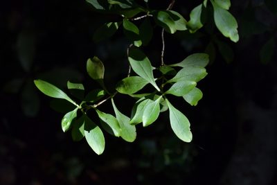 Coprosma foetidissima