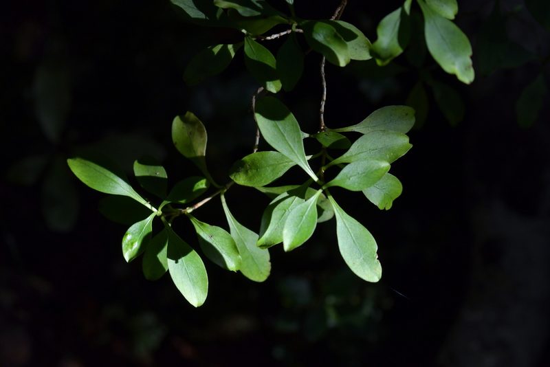 Coprosma foetidissima, photographed by Christopher Stephens
