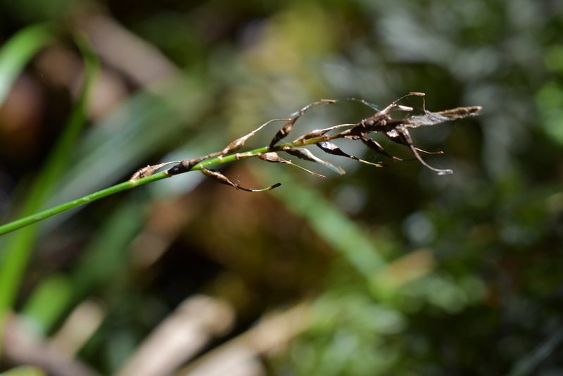 Carex zotovii, photographed by Christopher Stephens