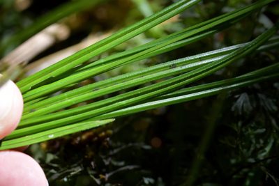 Carex zotovii, photographed by Christopher Stephens