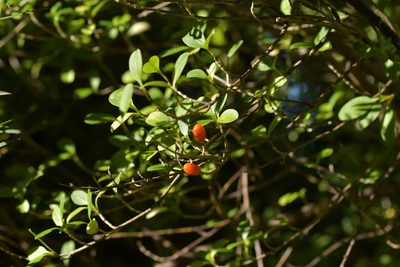 Coprosma foetidissima, photographed by Christopher Stephens