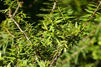 Podocarpus laetus, photographed by Christopher Stephens