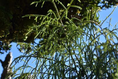 Dacrydium cupressinum, photographed by Christopher Stephens