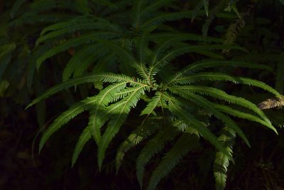 Sticherus cunninghamii, photographed by Christopher Stephens