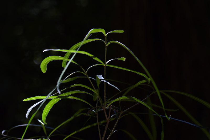 Mida salicifolia, photographed by Christopher Stephens