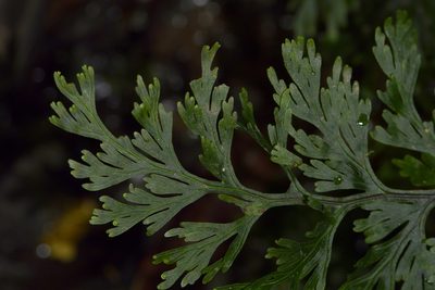 Hymenophyllum dilatatum, photographed by Christopher Stephens