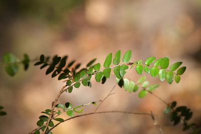 Metrosideros diffusa, photographed by Christopher Stephens