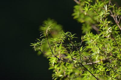 Leucopogon fasciculatus, photographed by Christopher Stephens
