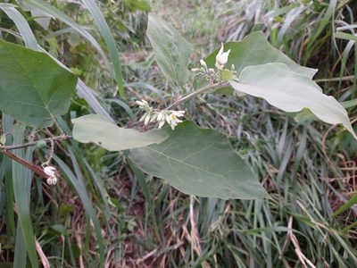 Solanum torvum, photographed by 胡正恆(Jackson Hu)