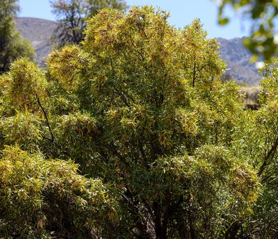 Kageneckia angustifolia, photographed by Nicolás Villaseca Merino