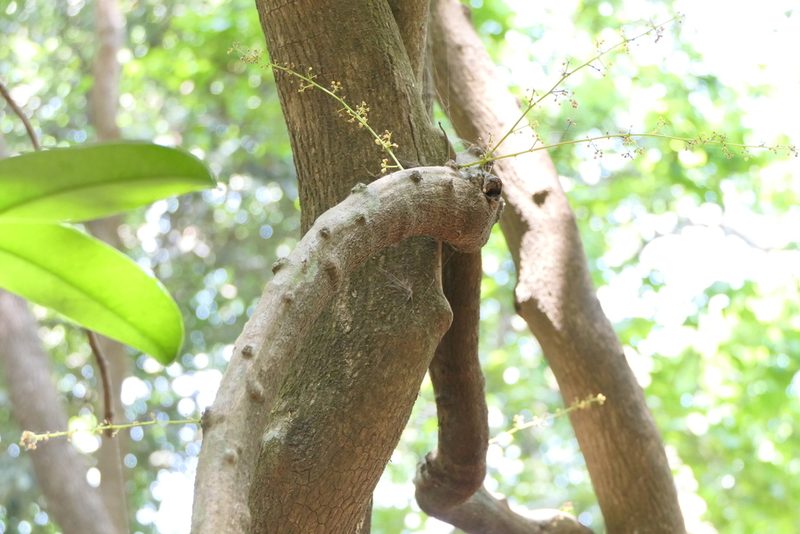 Diploclisia glaucescens, photographed by Dinesh Valke