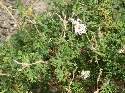 Junellia crithmifolia, photographed by Guillermo Debandi