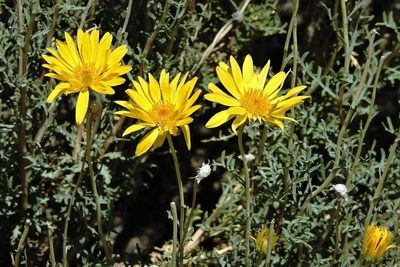 Grindelia anethifolia, photographed by Hugo Hulsberg