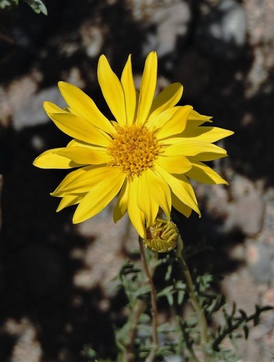 Grindelia anethifolia, photographed by Hugo Hulsberg