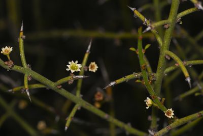 Adolphia californica